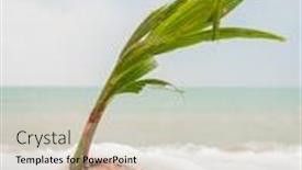  Presentation with coconut - Colorful PPT theme enhanced with coconut-growing-on-the-tropical backdrop and a soft green colored foreground