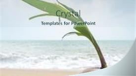  Presentation with coconut - PPT layouts enhanced with coconut-growing-on-the-tropical background and a sky blue colored foreground