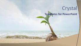  Presentation with coconut - Slide deck with coconut-growing-on-the-tropical background and a sky blue colored foreground