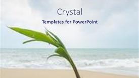  Presentation with coconut - PPT theme with coconut-growing-on-the-tropical background and a sky blue colored foreground