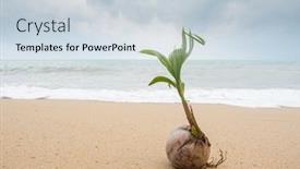  Presentation with coconut - Cool new presentation theme with coconut-growing-on-the-tropical backdrop and a lemonade colored foreground