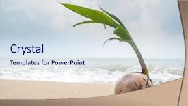  Presentation with coconut - Colorful slides enhanced with coconut growing on the tropical backdrop and a sky blue colored foreground