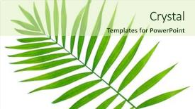  Presentation with green coconut - PPT theme consisting of coconut leaves - beautiful green palm leaf isolated background and a soft green colored foreground