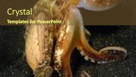  Presentation with coconut shell - Audience pleasing presentation design consisting of coconut-octopus-walks backdrop and a tawny brown colored foreground