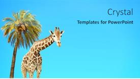  Presentation with blue sky - Slides consisting of coconut-palm-and-giraffe background and a light gray colored foreground