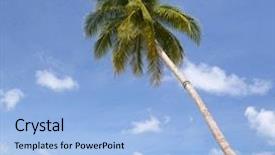  Presentation with coconut palm tree - Presentation design featuring coconut palm tree over sea water on summer beach background and a light blue colored foreground
