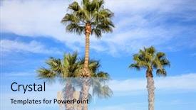  Presentation with coconut palm tree - Slide set consisting of coconut palm trees at cyprus background and a light blue colored foreground