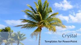  Presentation with palm beach - Colorful PPT layouts enhanced with coconut-palm-trees-sway backdrop and a light blue colored foreground