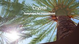  Presentation with coconut - Slide deck enhanced with bunch dates fruits hanging - coconut palm trees background and a tawny brown colored foreground