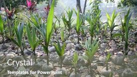  Presentation with farmland - PPT theme featuring coconut-seeding-in-the-farmland background and a gray colored foreground