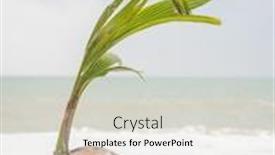  Presentation with sprout - Slide set consisting of coconut sprout on the tropical sea beach background and a lemonade colored foreground