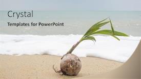  Presentation with sprout - PPT theme with coconut sprout on the tropical sea beach background and a light gray colored foreground
