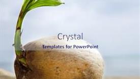 Presentation with sprout - Colorful PPT theme enhanced with coconut sprout on the tropical backdrop and a sky blue colored foreground