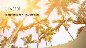  Presentation with coconut tree - Audience pleasing PPT theme consisting of coconuts palm trees blue - coconut tree against the sky backdrop and a blonde colored foreground