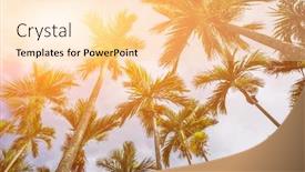  Presentation with coconut tree - PPT theme consisting of coconuts palm trees blue - coconut tree against the sky background and a lemonade colored foreground