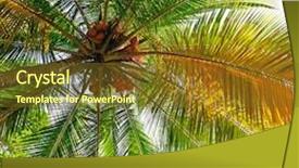  Presentation with coconut tree - Amazing PPT layouts having coconut tree background backdrop and a tawny brown colored foreground