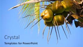  Presentation with coconut tree fruits - Amazing presentation theme having coconut tree tropics fruits of coconut coconut tree on the sky background backdrop and a light blue colored foreground