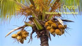  Presentation with coconut tree fruits - Colorful presentation enhanced with palm leave - coconut tree tropics fruits backdrop and a tawny brown colored foreground