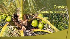  Presentation with coconut tree fruits - Audience pleasing PPT theme consisting of coconut tree with many fruits backdrop and a tawny brown colored foreground