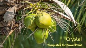  Presentation with coconut tree fruits - Beautiful PPT theme featuring coconut-tree-with-many-fruits backdrop and a tawny brown colored foreground