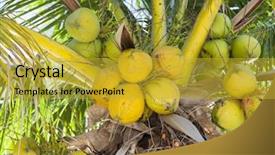  Presentation with coconut tree - PPT theme featuring waves in a calm sea break against the rocks on a beach called friendly beaches in freycinet national park tasmania background and a light blue colored foreground