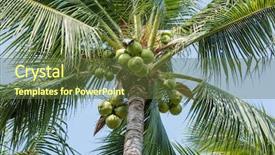 Presentation with coconut tree - Theme featuring coconut tree background and a tawny brown colored foreground