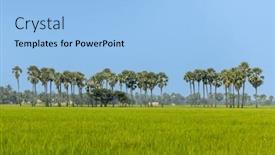  Presentation with andhra pradesh - Presentation theme with coconut-trees-in-a-row background and a light blue colored foreground