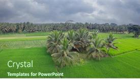  Presentation with rural india - Slide set consisting of coconut-trees-in-the-middle background and a tawny brown colored foreground