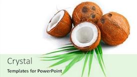 Presentation with coconut palm tree - Presentation design having coconut-with-coconuts-palm-tree background and a mint green colored foreground