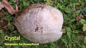  Presentation with coconut palm tree - PPT layouts enhanced with coconuts coconut palm tree coconut background and a tawny brown colored foreground