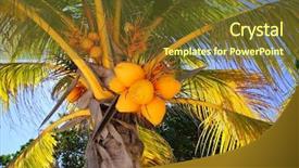  Presentation with palm tree - Slides having coconuts in palm tree detail background and a tawny brown colored foreground
