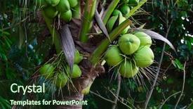  Presentation with coconut palm tree - Presentation design featuring coconuts on a palm tree background and a wine colored foreground