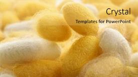  Presentation with worm - Colorful theme enhanced with cocoon silkworm many silk worm backdrop and a yellow colored foreground