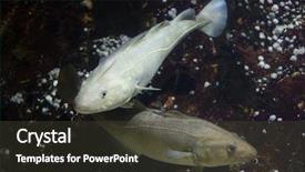  Presentation with atlantic - Colorful theme enhanced with cod gadus morhua marine fish backdrop and a dark gray colored foreground