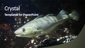  Presentation with atlantic - Slides with cod gadus morhua marine fish background and a wine colored foreground