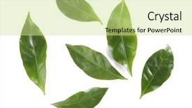  Presentation with green coffee - Presentation theme having cofee - green coffee leaves isolated background and a soft green colored foreground
