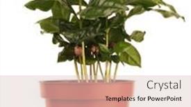  Presentation with plant - Amazing presentation theme having coffea-arabica-coffee-plant backdrop and a lemonade colored foreground