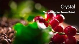  Presentation with plant harvest - Slides having coffee background real coffee plant background and a wine colored foreground