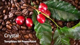  Presentation with plant harvest - Presentation with coffee background real coffee plant background and a tawny brown colored foreground