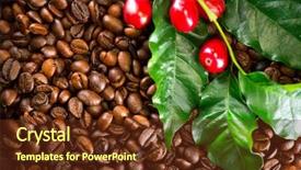  Presentation with plant harvest - Beautiful presentation theme featuring coffee background real coffee plant backdrop and a tawny brown colored foreground