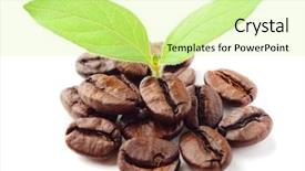  Presentation with green coffee beans - Colorful PPT layouts enhanced with coffee beans and leaf backdrop and a blonde colored foreground