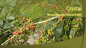  Presentation with coffee beans - Presentation design with coffee beans in the plant background and a tawny brown colored foreground