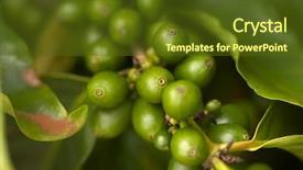  Presentation with kauai hawaii - Amazing PPT theme having coffee beans on the branch backdrop and a tawny brown colored foreground