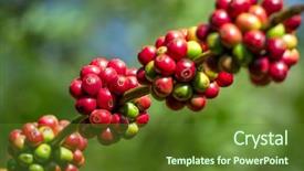  Presentation with green coffee - Cool new PPT theme with coffee beans ripening backdrop and a tawny brown colored foreground