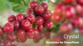  Presentation with coffee beans - Amazing presentation having coffee beans ripening on a tree in thailand backdrop and a tawny brown colored foreground