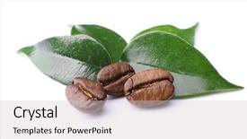  Presentation with coffee beans - Amazing presentation theme having coffee beans with leaves isolated backdrop and a light gray colored foreground