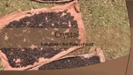  Presentation with ethiopia - PPT theme enhanced with coffee-cherries-being-dried background and a coral colored foreground