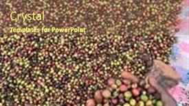  Presentation with ethiopia - Presentation theme consisting of coffee-cherries-being-dried background and a tawny brown colored foreground