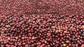  Presentation with ethiopia - Presentation theme with coffee-cherries-being-dried background and a violet colored foreground