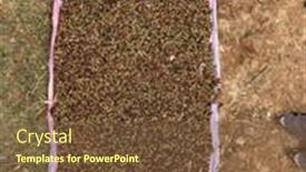  Presentation with ethiopia - Theme enhanced with coffee-cherries-being-dried background and a tawny brown colored foreground